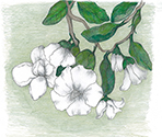 Soft Magnolia