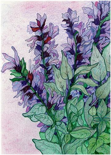 Clary Sage by Tracey Farrell Clary Sage by Tracey Farrell
