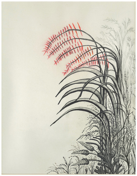 Plumes Of Red by Tracey Farrell Plumes Of Red by Tracey Farrell