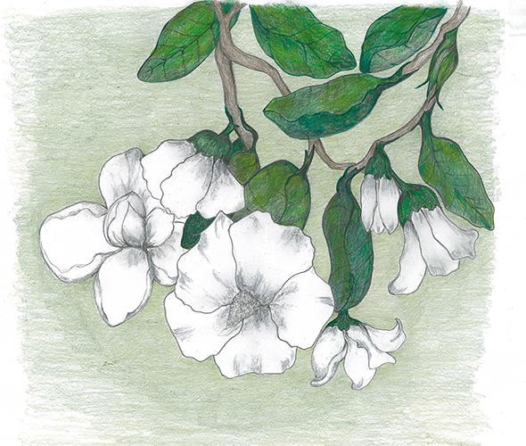 Soft Magnolias by Tracey Farrell Soft Magnolias by Tracey Farrell
