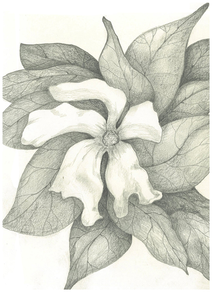 Sweet Magnolia by Tracey Farrell