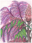 Purple Plush by Tracey Farrell