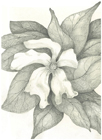 Sweet Magnolia I by Tracey Farrell