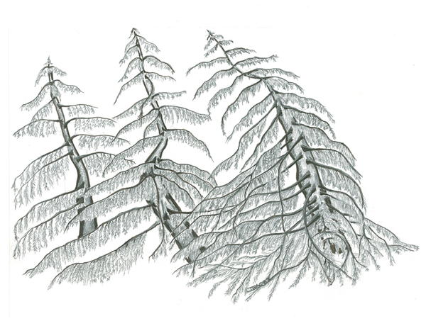 Cypress Hush by Tracey Farrell